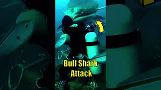 This Huge Bull Shark Bites This Divers Head ?