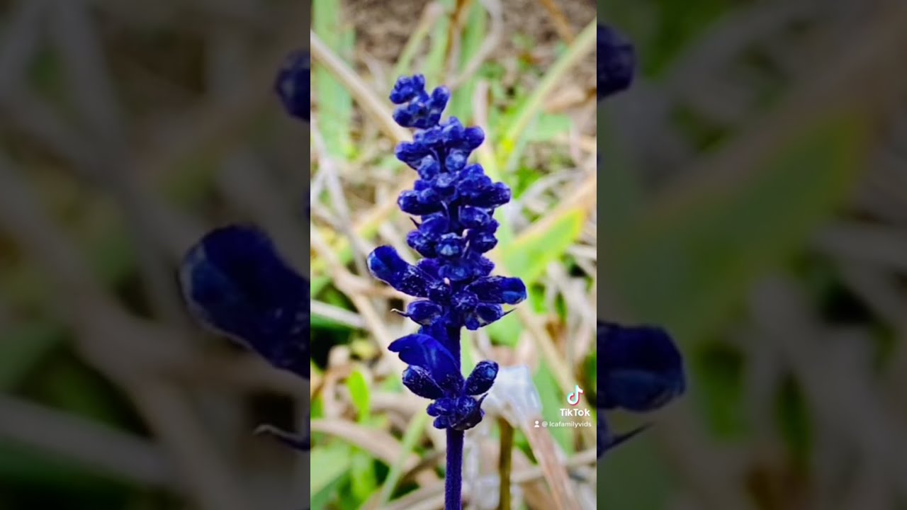 My Favorite Season Spring Flowers Bloom Spring2023 Springseason Ilovespring