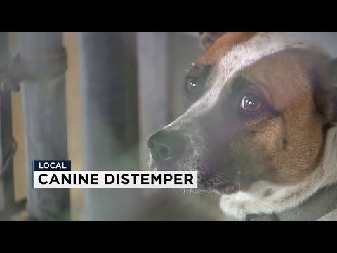 Video: Lumilipat Ang Canine Distemper Virus - At Tumatalon Din Na Barko