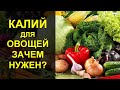 Калий для овощных культур. Калийные удобрения: значение для растений и правила применения.