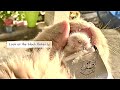 HD Cleaning Cute Cat's Acne: Mucan!
