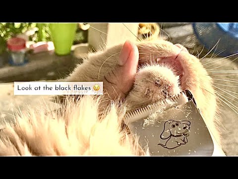 Video: Akne Bei Katzen