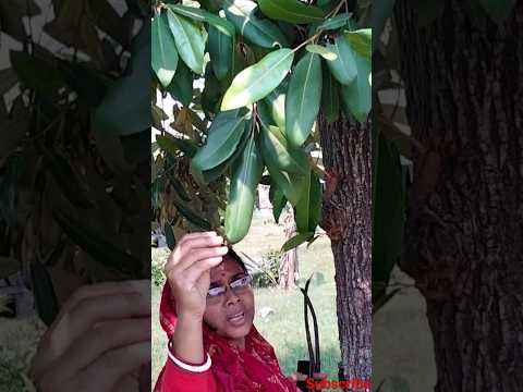 সুন্দরবনের সুন্দরী গাছ!😱 #viral #shorts#youtubeshorts #trending #vlog #sundarban