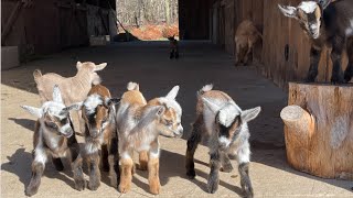 Little Betty keeps up with the other goat kids!