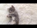 Cute grey kitten playing