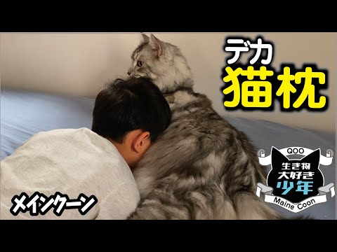 【メインクーン】猫枕を許す大型猫。過ごしてきた時間の長さが少年を受け入れるきっかけに