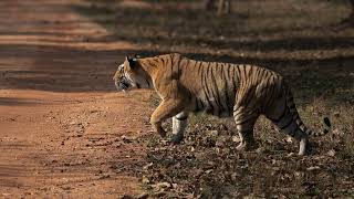 Tadoba tiger safari March 2024