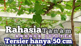 RAHASIA Tanam Tersier Hanya 50 CM Anggur Jupiter