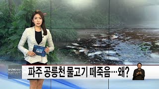 파주 공릉천 물고기 떼죽음…왜?(서울경기케이블TV뉴스)