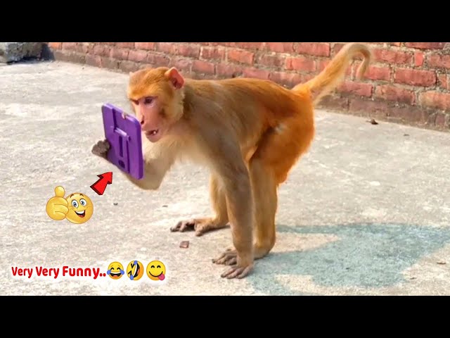 Funny Monkey Memes🙉 - Animals Videos 2021