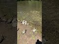 #turtles Many Turtles