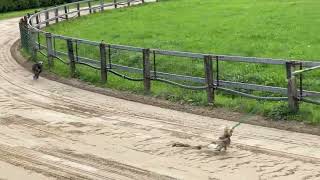 Download Lagu Kenai auf der Hunderennbahn MP3 Download Lagu Kenai auf der Hunderennbahn MP3