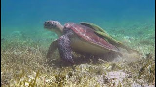 Turtle Eating Turtle Grass