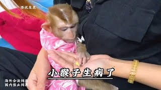 小猴子生病了，妈妈给他无微不至的照顾，懂事的宝宝帮他拿奶
