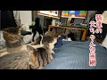 猫に囲まれて身動きが取れない父ちゃん