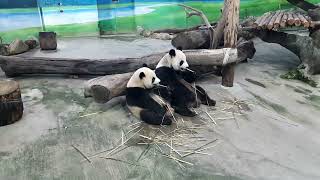 可愛的熊貓和寶寶 ~ 台北動物園😊😉 Cute panda and baby ~ Taipei Zoo, Taiwan