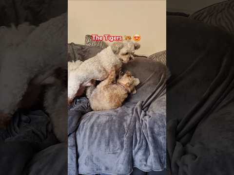 The Tussling Terriers ๐