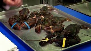 Steaming Lobster and Removing the Meat