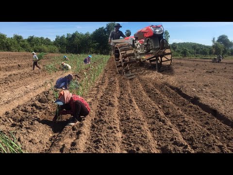 The Farmer plantation plow Grow crops sugar cane