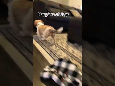 #dog #happydog #puppy #goldenretriever #cute #adorably #babyanimal #funny #adorabl #babydog