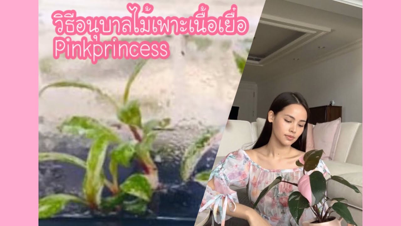 แนะนำการเลือกซื้อและวิธีอนุบาลเนื้อเยื่อPinkprincess YouTube