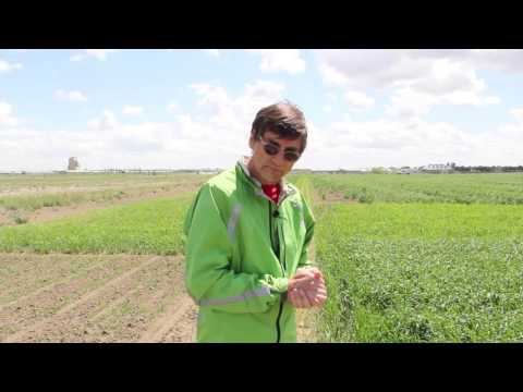 Video: Ascochyta-ruton torjunta – mitä tehdä ruoholle lehtiruton kanssa