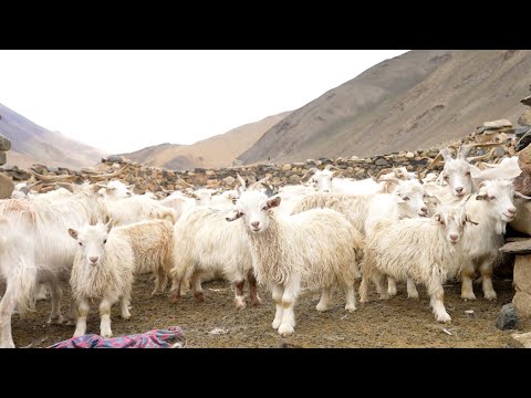 White cashmere goat enjoys good reputation of 'soft gold' in tibet
