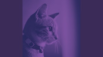 Sensational Moods for Lazy Cat Days