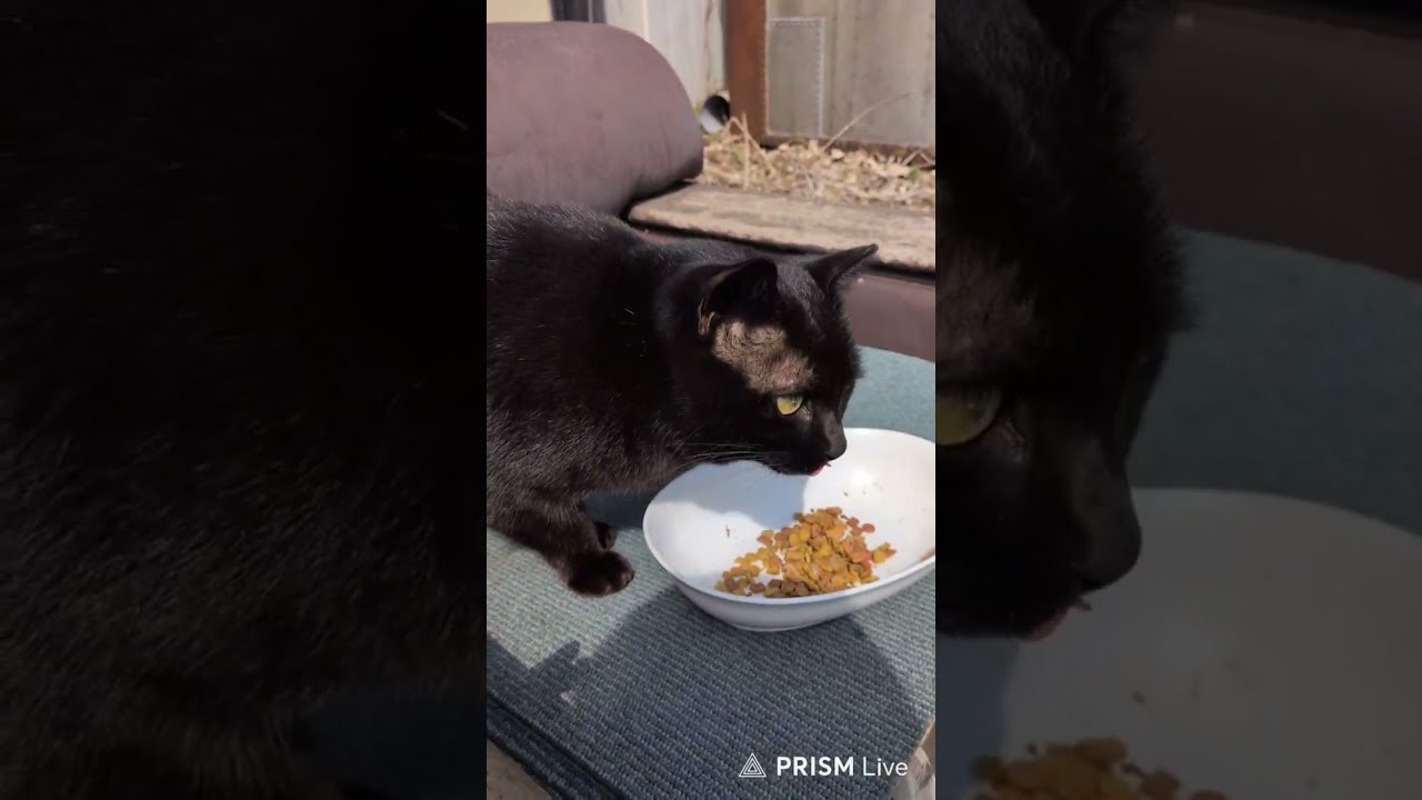 クロミチャンネルライブ配信