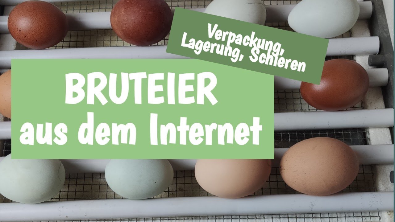 Bruteier im Internet bestellt | Wir brüten wieder