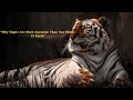 Why Tigers Are More Awesome Than You Think 15 Facts Why Tigers Are More Awesome Than You Think 15 Facts
