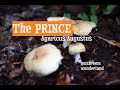 The Prince, Agaricus Augustus : All about this edible wild mushroom.