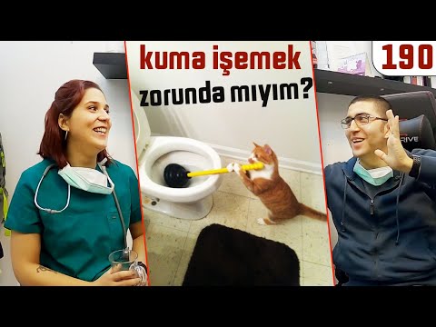 Video: Top 5 Sebepler Neden Evde Kediler İşemek