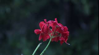 Dark Red Flower - Royalty Free Stock Footage