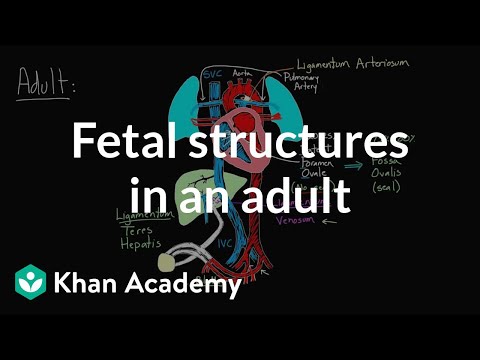 Fetal structures in an adult | Circulatory system physiology | NCLEX-RN | Khan Academy