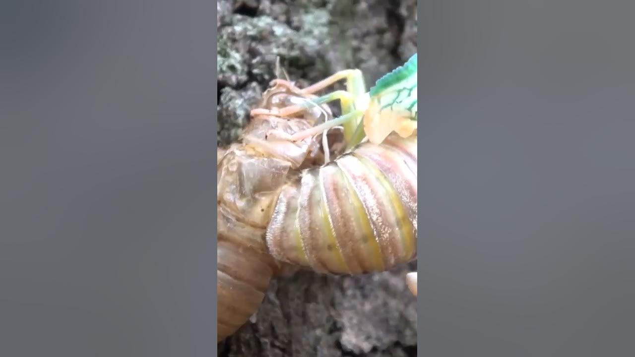 Cicadas (Part 1)