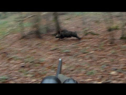 Driven wild boar - My best day of the 2013 Season - GoPro Hero2.