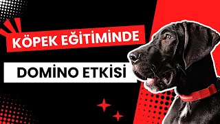 Köpek Eğitiminde Domino Etkisi - Köpek Eğitimi