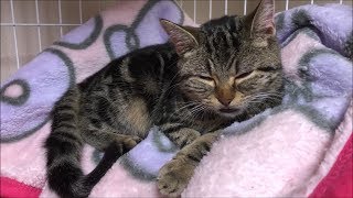 子猫の眠りにつく瞬間がたまらなく可愛い件