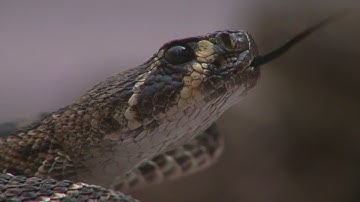 Beware of rattlesnakes while hiking this summer