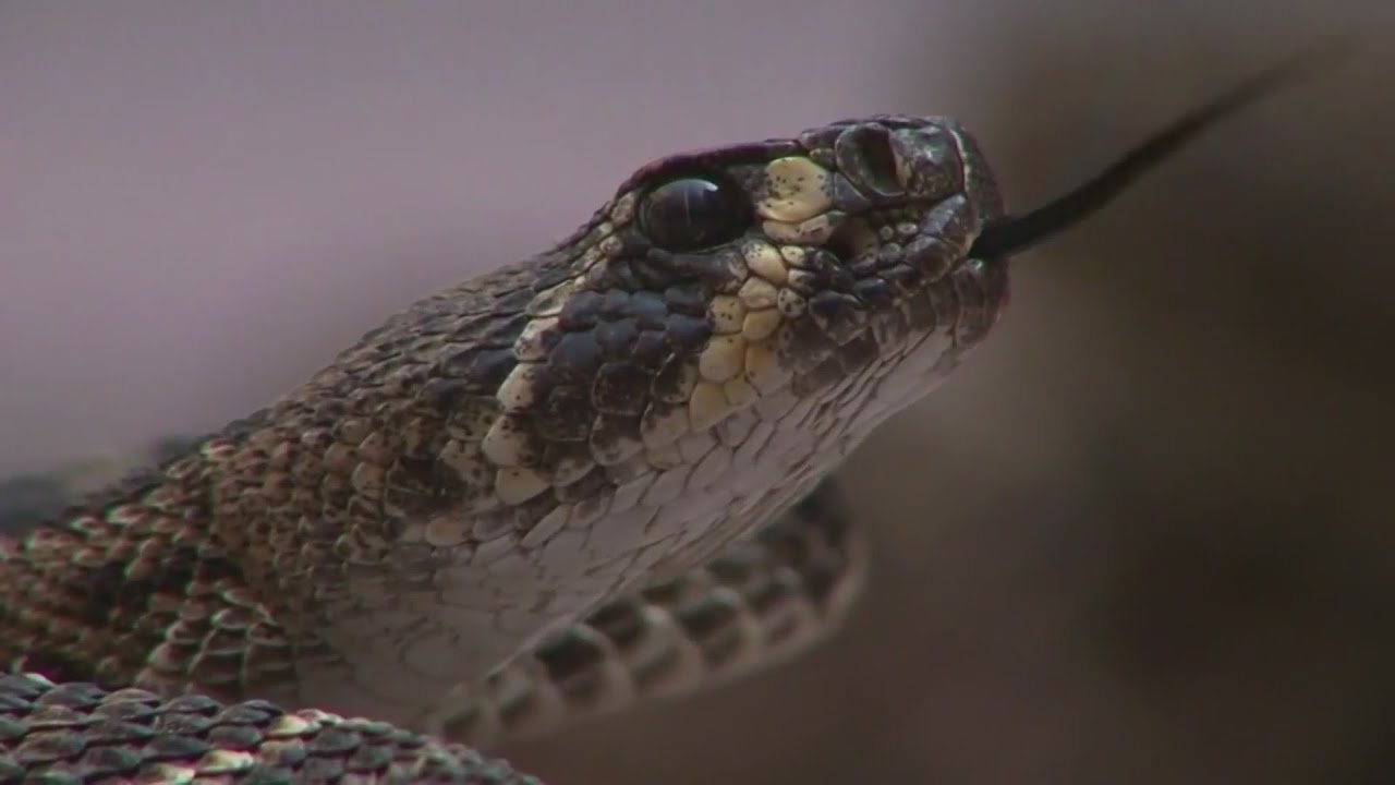 Beware of rattlesnakes while hiking this summer - YouTube