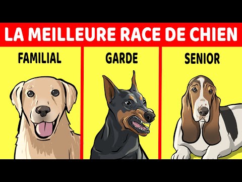 Vidéo: Infections utérines canines