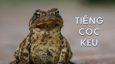 Tiếng Con Cóc Kêu | Tiếng Cóc Nhái Kêu Gọi Bạn | toad sounds