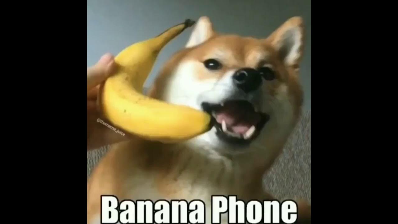 Собака ест банан мем
