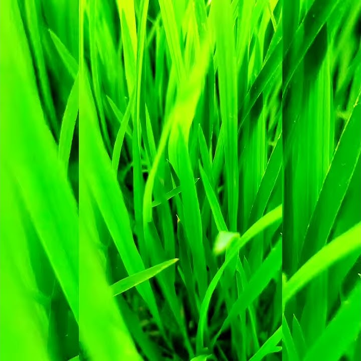 #Vivasayam | Tamil Vivasayam Status | Tamil WhatsApp status | Tamil Natural status | Tamil songs |