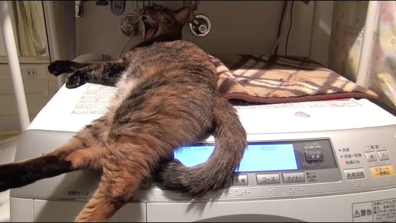 猫藓 洗濯機が気に入った猫のルル Lulu the cat washing machine liked