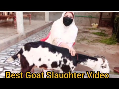 Goat Slaughter video By Gull Baji.