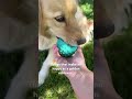 Things that make me happy… #goldenretriever #doglife #dogsoftiktok #dogsofyoutube