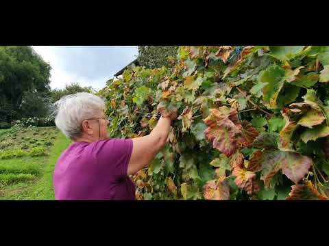 Video: Kako Brati Grožđe? Ljetno Branje Grožđa S Nepotrebnih Izdanaka Za Početnike