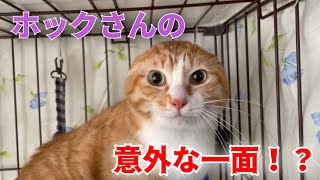 神回‼二重猫格最強猫ホックさんの豹変をカメラで捉えてみた【Rescued cat】